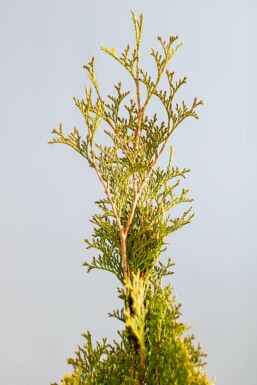 Thuja occidentalis 'Smaragd' Ädeltuja häck 120-140 rotboll