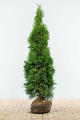Thuja occidentalis 'Smaragd' 140-160 cm