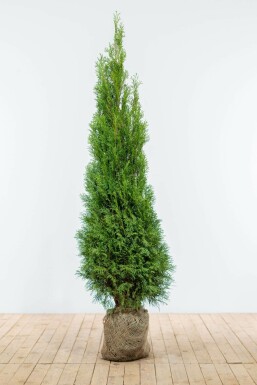 Thuja occidentalis 'Smaragd'