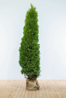 Thuja occidentalis 'Smaragd'