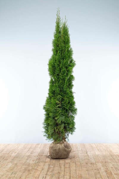 Thuja occidentalis 'Smaragd'