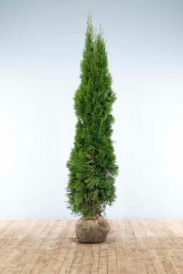 Thuja occidentalis 'Smaragd' 200-225 cm