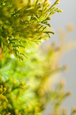 Thuja occidentalis 'Smaragd' 200-225 cm