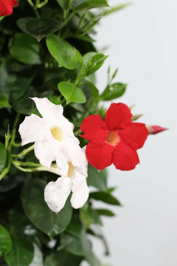 Mandevilla sanderi Bägarranka hängande kruka 35-40 i kruka Mandevilla sanderi 35-40 cm