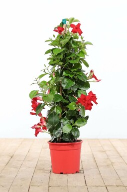 Mandevilla sanderi 100-120 cm