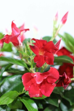 Mandevilla sanderi 100-120 cm
