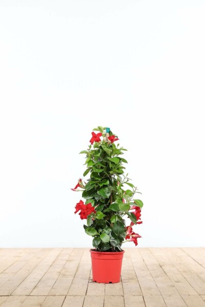 Mandevilla sanderi Bägarranka pyramid 35-40 i kruka Mandevilla sanderi 35-40 cm