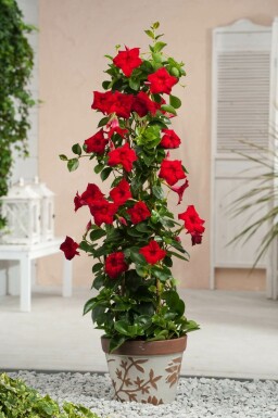 Mandevilla sanderi 35-40 cm