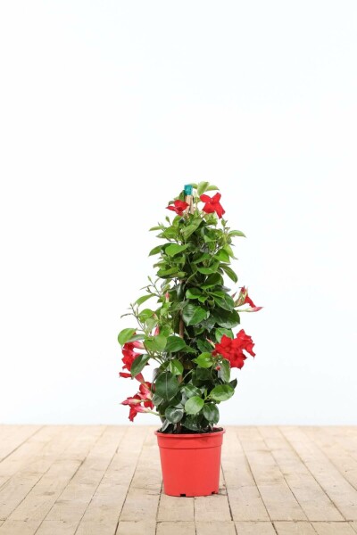 Mandevilla sanderi Bägarranka pyramid 60-70 i kruka Mandevilla sanderi 60-70 cm