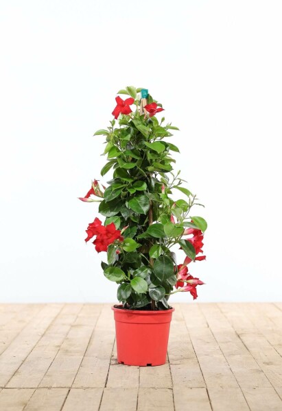 Mandevilla sanderi Bägarranka pyramid 80-100 i kruka Mandevilla sanderi 80-100 cm