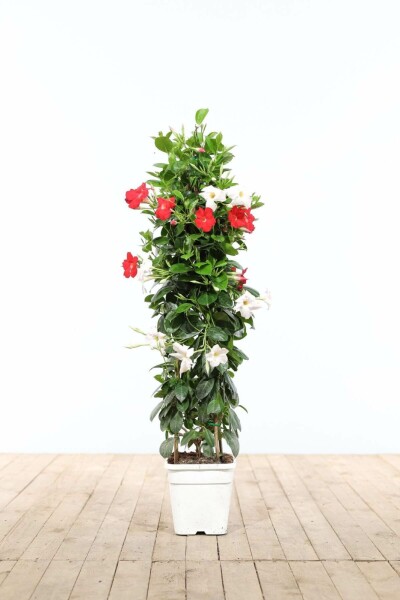 Mandevilla sanderi Bägarranka pyramid 60-70 i kruka Mandevilla sanderi 60-70 cm