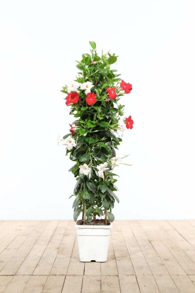 Mandevilla sanderi Bägarranka pyramid 80-100 i kruka Mandevilla sanderi 80-100 cm