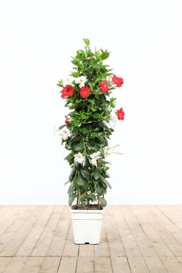 Mandevilla sanderi Bägarranka pyramid 80-100 i kruka Mandevilla sanderi 80-100 cm