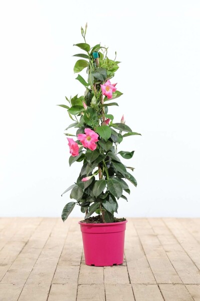Mandevilla sanderi Bägarranka pyramid 100-120 i kruka Mandevilla sanderi 100-120 cm