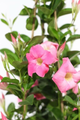 Mandevilla sanderi 100-120 cm