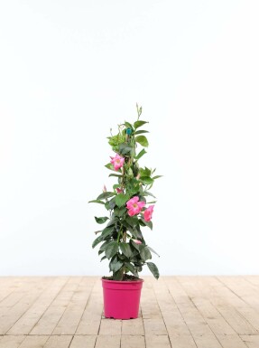 Mandevilla sanderi Bägarranka pyramid 35-40 i kruka Mandevilla sanderi 35-40 cm
