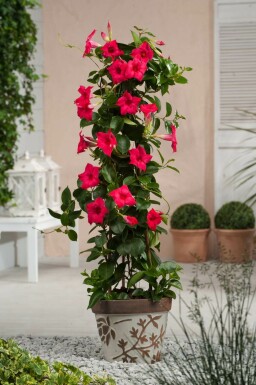 Mandevilla sanderi Bägarranka pyramid 35-40 i kruka Mandevilla sanderi 35-40 cm