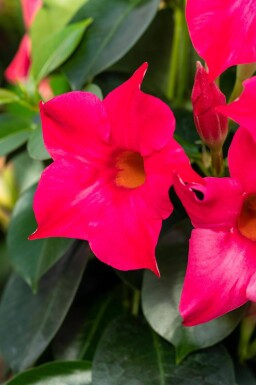 Mandevilla sanderi 35-40 cm