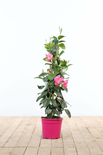 Mandevilla sanderi Bägarranka pyramid 80-100 i kruka Mandevilla sanderi 80-100 cm