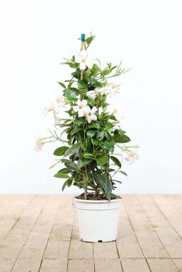 Mandevilla sanderi BĂ€garranka pyramid 100-120 i kruka Mandevilla sanderi 100-120 cm