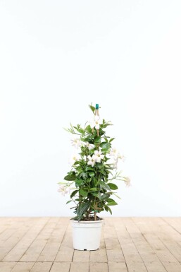 Mandevilla sanderi BĂ€garranka pyramid 35-40 i kruka Mandevilla sanderi 35-40 cm