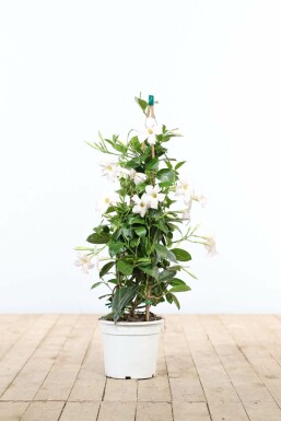 Mandevilla sanderi BĂ€garranka pyramid 80-100 i kruka Mandevilla sanderi 80-100 cm