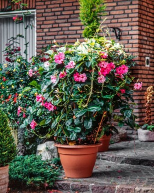 Mandevilla sanderi 60-70 cm