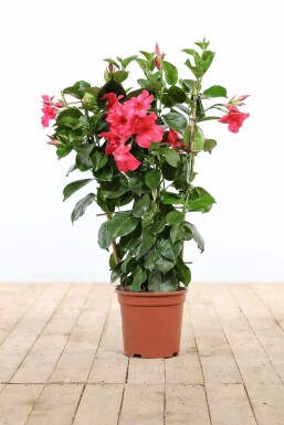 Mandevilla sanderi BÀgarranka spaljé 35-40 i kruka Mandevilla sanderi 35-40 cm