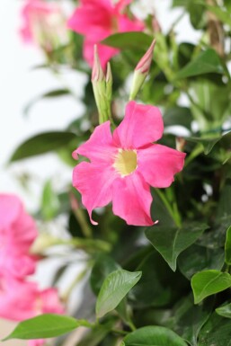 Mandevilla sanderi 35-40 cm