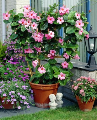 Mandevilla sanderi 35-40 cm