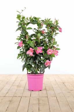 Mandevilla sanderi BÀgarranka spaljé 60-70 i kruka Mandevilla sanderi 60-70 cm