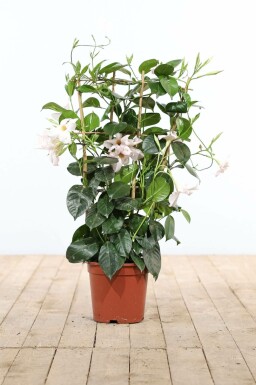 Mandevilla sanderi 35-40 cm