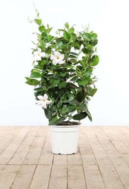 Mandevilla sanderi BÀgarranka spaljé 60-70 i kruka Mandevilla sanderi 60-70 cm