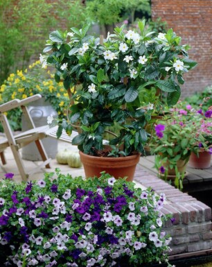 Mandevilla sanderi 60-70 cm