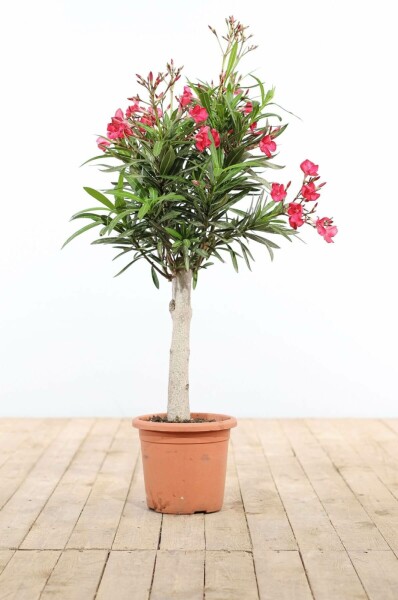 Nerium oleander Oleander på stam 100-120 i kruka Nerium oleander 100-120 cm