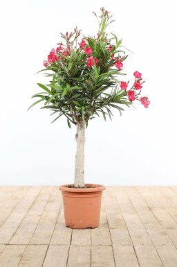 Nerium oleander Oleander pÄ stam 100-120 i kruka Nerium oleander 100-120 cm