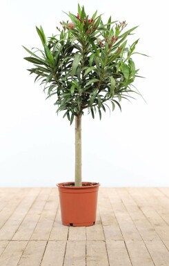 Nerium oleander 120-130 cm