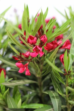 Nerium oleander Oleander pÄ stam 120-130 i kruka Nerium oleander 120-130 cm