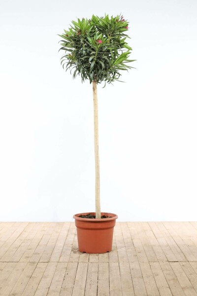 Nerium oleander Oleander på stam 170-180 i kruka Nerium oleander 170-180 cm