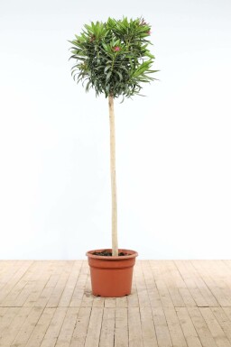 Nerium oleander Oleander pÄ stam 170-180 i kruka Nerium oleander 170-180 cm