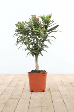 Nerium oleander Oleander pÄ stam 50-60 i kruka Nerium oleander 50-60 cm