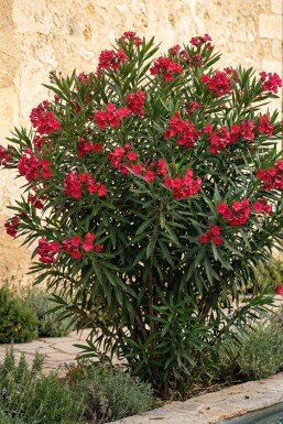 Nerium oleander 50-60 cm