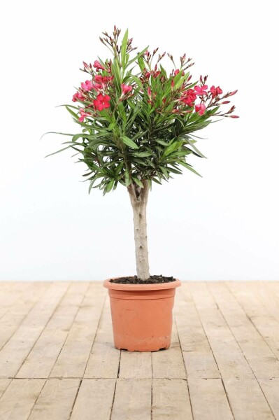 Nerium oleander Oleander på stam 60-70 i kruka Nerium oleander 60-70 cm