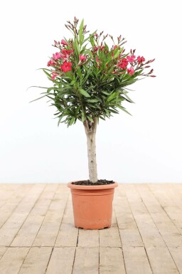 Nerium oleander Oleander pÄ stam 60-70 i kruka Nerium oleander 60-70 cm