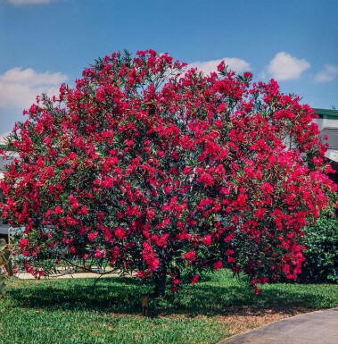 Nerium oleander 60-70 cm