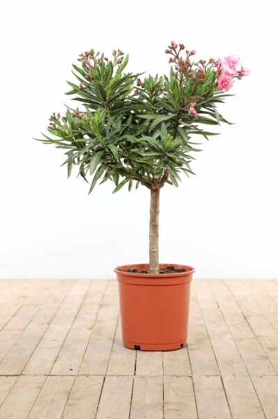 Nerium oleander Oleander på stam 100-120 i kruka Nerium oleander 100-120 cm