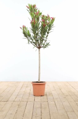 Nerium oleander 120-130 cm