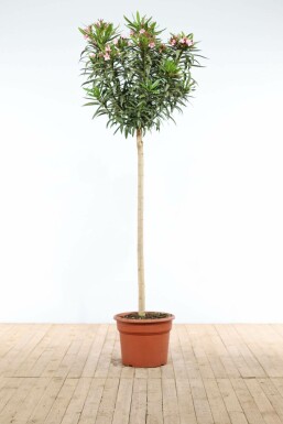 Nerium oleander Oleander på stam 170-180 i kruka Nerium oleander 170-180 cm