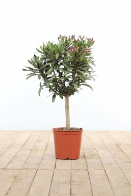 Nerium oleander 50-60 cm
