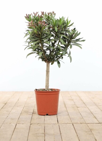 Nerium oleander 60-70 cm